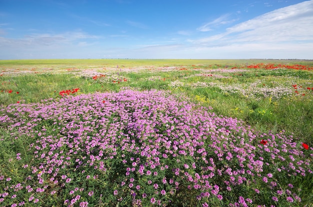 Spring flowers in meadow Beautiful landscapes