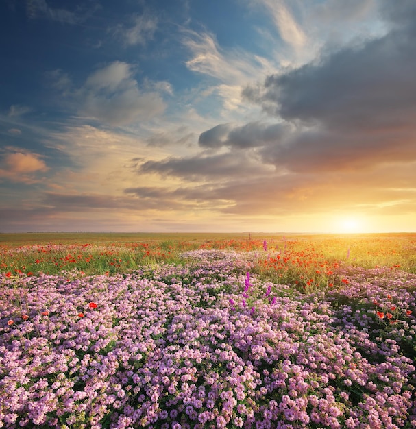 Spring flowers in meadow Beautiful landscapes