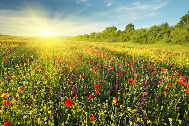 Spring flowers in meadow