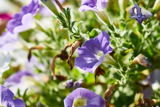 Spring flowers in the nature