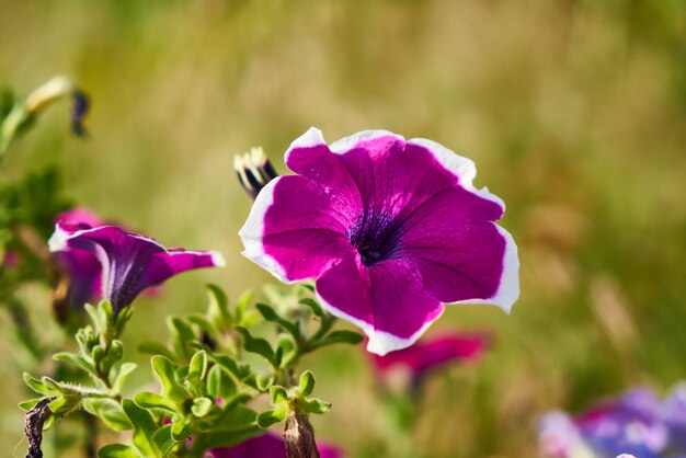 Spring flowers in the nature