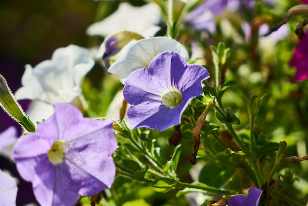 Spring flowers in the nature