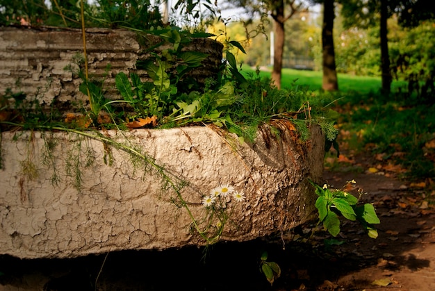 Spring flowers in an old flower bed