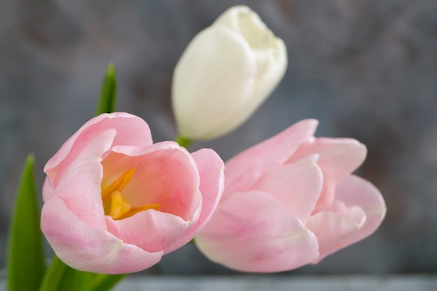 Spring flowers. Pink blooming tulips close up.