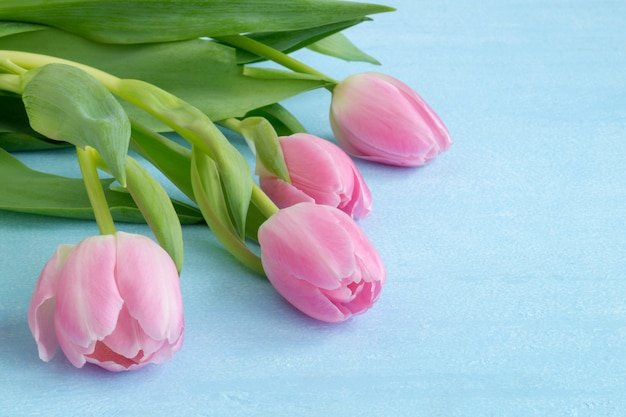 Spring flowers. Pink blooming tulips close up.