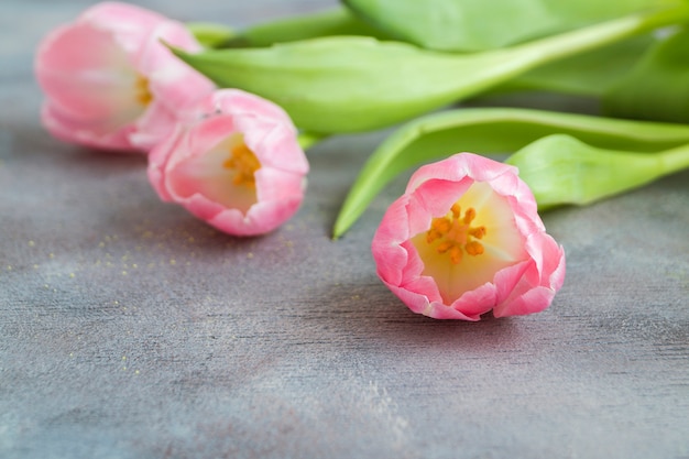 Spring flowers. Pink blooming tulips close up.