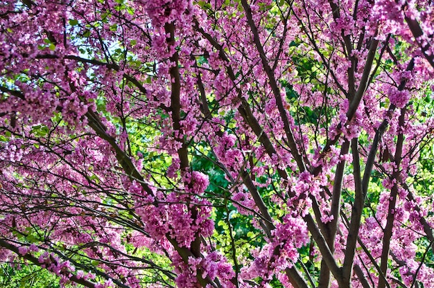 spring flowers pink