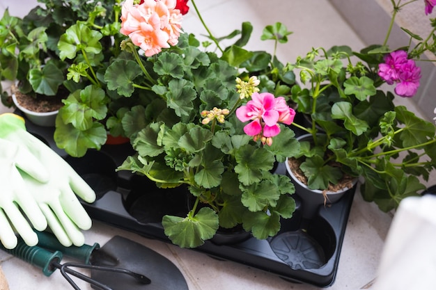 Spring Flowers in Pots Ready For Planting and Gardening Tools Gardening Concept