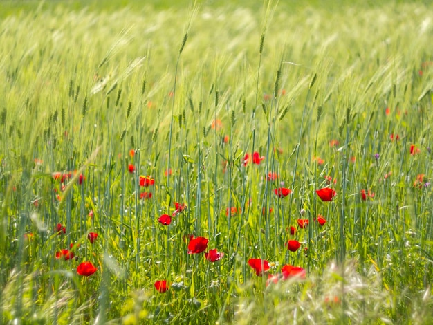 Spring flowers red poppies Papaver on a country road among the mountains on a Greek island in Greece