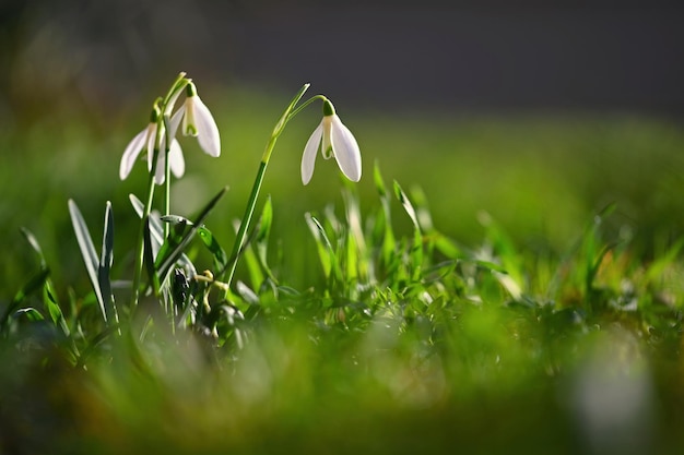 Spring flowers snowdrops Beautifully blooming in the grass at sunset Amaryllidaceae Galanthus