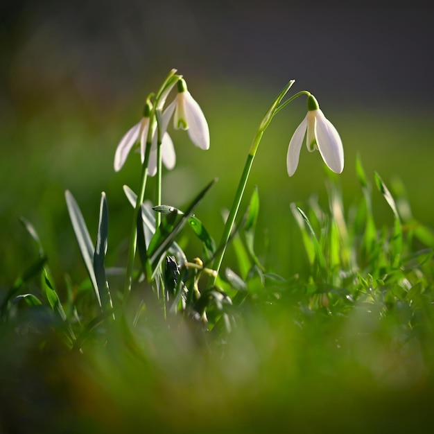 Spring flowers snowdrops Beautifully blooming in the grass at sunset Amaryllidaceae Galanthus