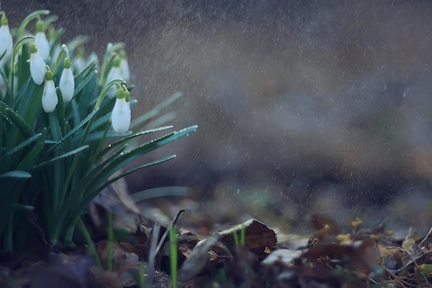 spring flowers, snowdrops in March in the forest, beautiful nature background, small white flowers