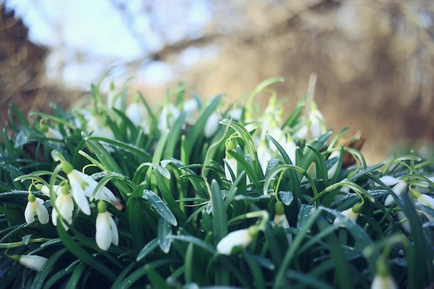 spring flowers, snowdrops in March in the forest, beautiful nature background, small white flowers