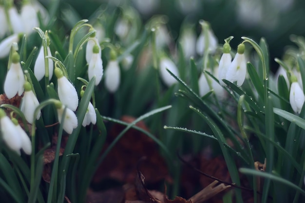 spring flowers, snowdrops in March in the forest, beautiful nature background, small white flowers