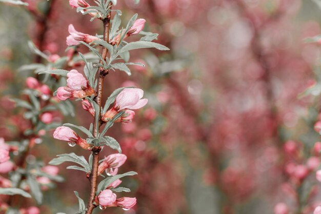 Spring flowers. Spring background. Flowers of cherry in nature. Copy space. Selective focus.