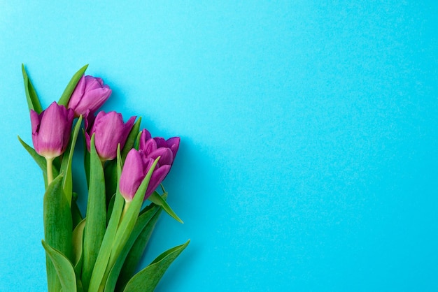 Spring flowers tulips in purple color festive blue background