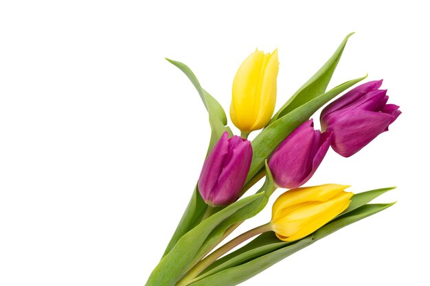 Spring flowers Tulips on white background greeting card Mother day easter greeting card