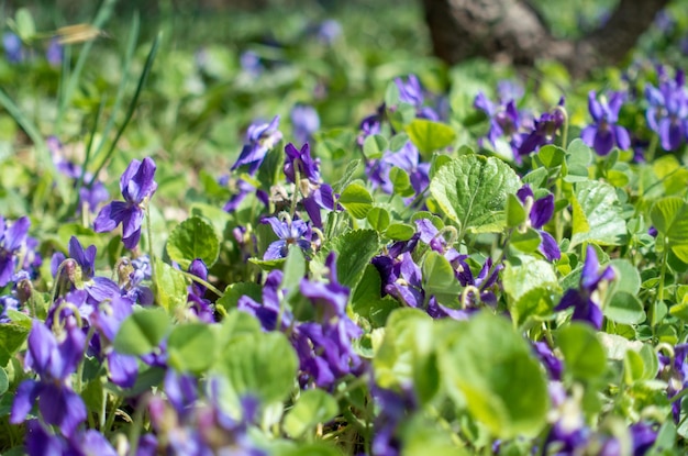 Spring flowers Violet violets flowers bloom in the spring forest Viola odorata