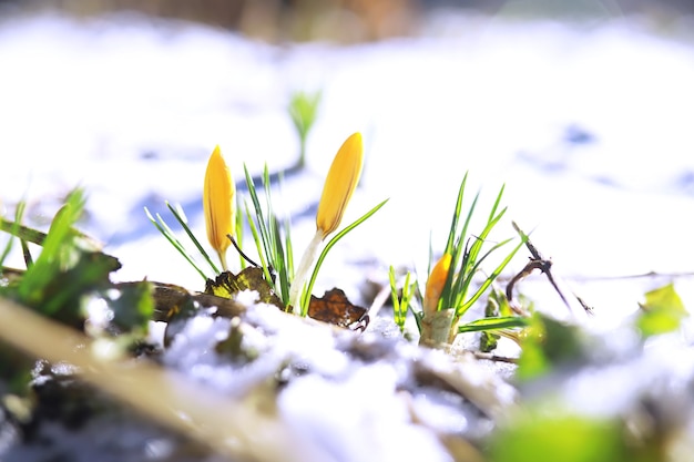 Photo spring flowers, white crocus snowdrops sun rays. white and yellow crocuses in the country in the spring. fresh joyous plants bloomed. the young sprouts.