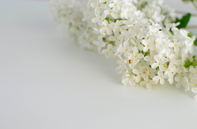 Spring flowers White lilac with green leaves on a white background flat arrangement View from above Place for text