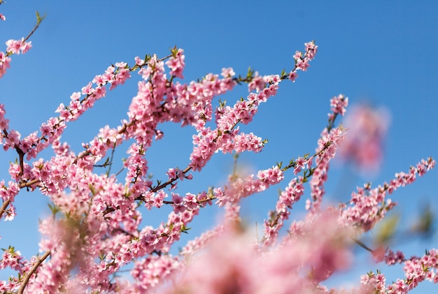 Spring flowers with blue background