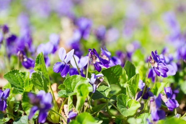 Spring flowers wood violet viola odorata dog wild violet viola hirta viola sororia sweet violet Queen Charlotte flower Violet violets flowers bloom in the spring forest Viola odorata