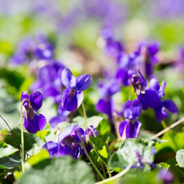 Spring flowers wood violet viola odorata dog wild violet viola hirta viola sororia sweet violet Queen Charlotte flower Violet violets flowers bloom in the spring forest Viola odorata