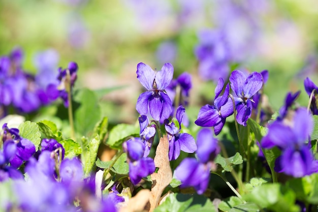 Photo spring flowers wood violet viola odorata dog wild violet viola hirta viola sororia sweet violet queen charlotte flower violet violets flowers bloom in the spring forest viola odorata