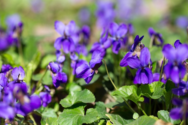 Spring flowers wood violet viola odorata dog wild violet viola hirta viola sororia sweet violet Queen Charlotte flower Violet violets flowers bloom in the spring forest Viola odorata