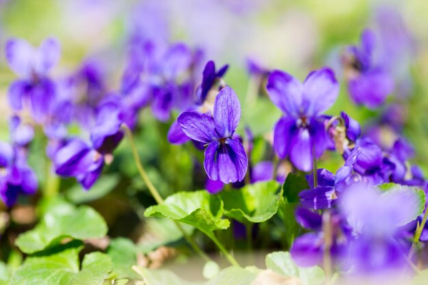 Spring flowers wood violet viola odorata dog wild violet viola hirta viola sororia sweet violet Queen Charlotte flower Violet violets flowers bloom in the spring forest Viola odorata