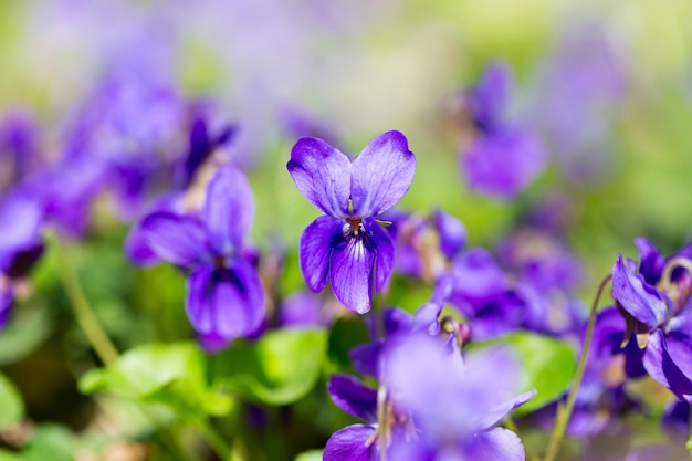 Spring flowers wood violet viola odorata dog wild violet viola hirta viola sororia sweet violet Queen Charlotte flower Violet violets flowers bloom in the spring forest Viola odorata