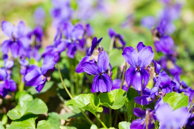 Photo spring flowers wood violet viola odorata dog wild violet viola hirta viola sororia sweet violet queen charlotte flower violet violets flowers bloom in the spring forest viola odorata