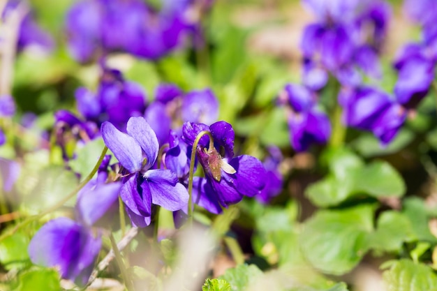 Spring flowers wood violet viola odorata dog wild violet viola hirta viola sororia sweet violet Queen Charlotte flower Violet violets flowers bloom in the spring forest Viola odorata