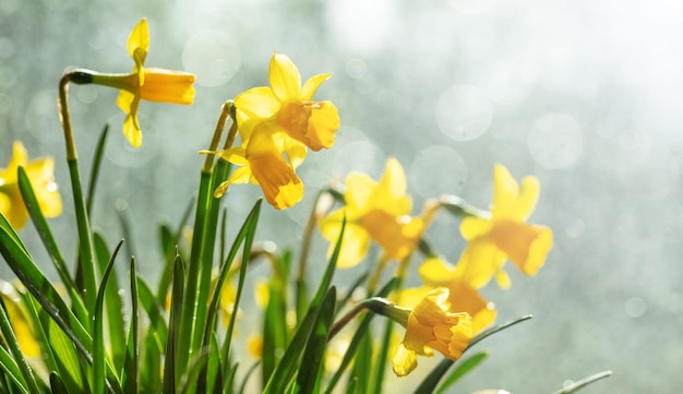 Spring flowers yellow daffodils on blur background