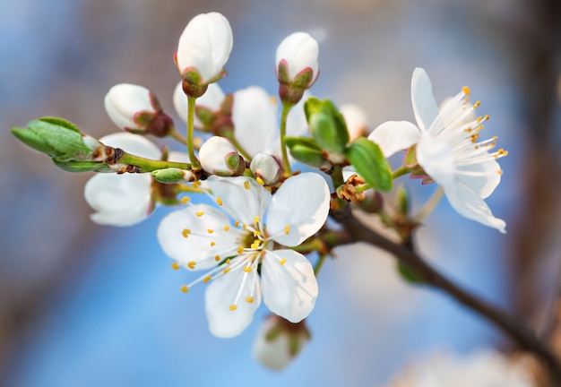 Spring flowers