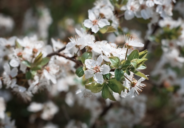 Spring flowers