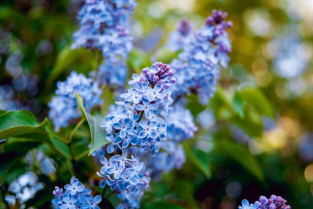 Spring flowers