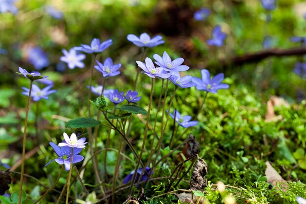 Spring flowers