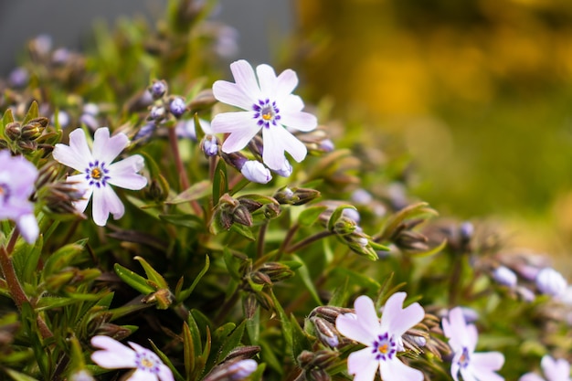 Spring flowers