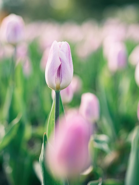 spring flowers