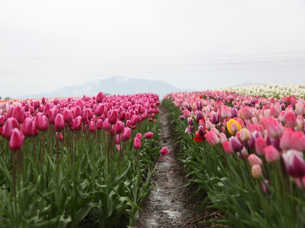 spring flowers