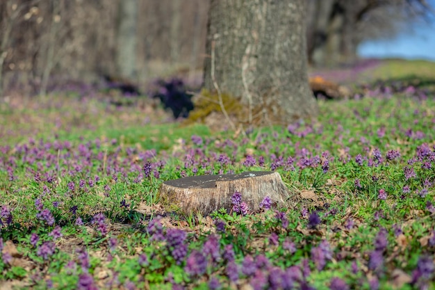 Spring forest The first spring flowers in the forest