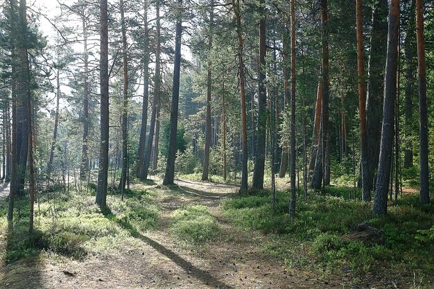 spring forest landscape seasonal / green background trees in the forest, fresh spring sunny landscape in nature, eco concept