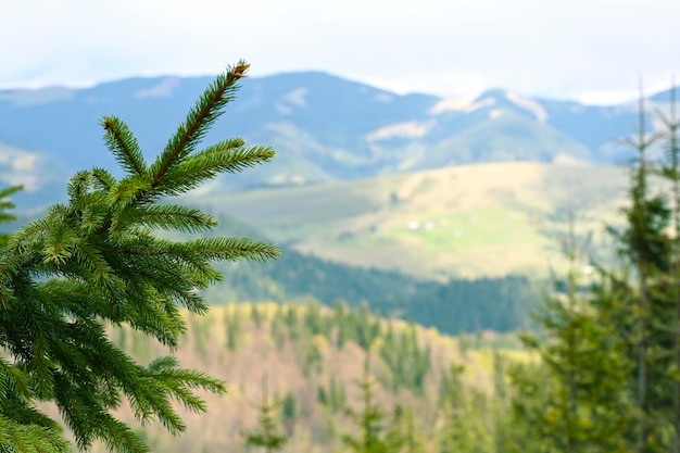 Spring forest on mountain slopes