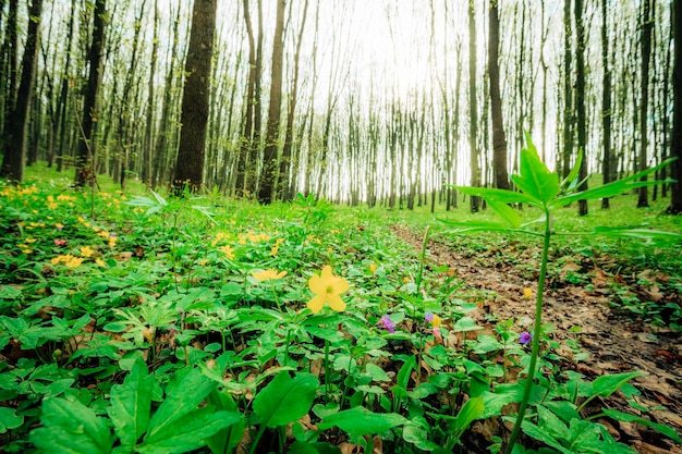 A spring forest trees. nature green wood sunlight backgrounds.