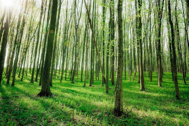 A spring forest trees. nature green wood sunlight backgrounds.