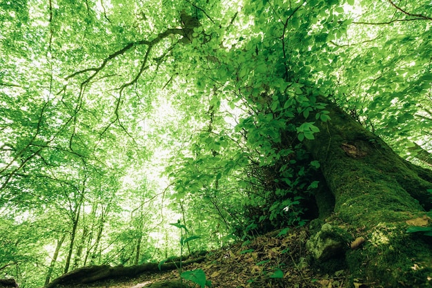 Spring forest trees nature green wood sunlight backgrounds