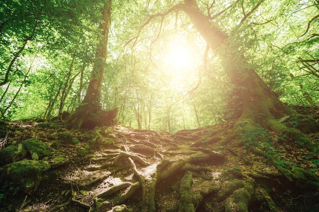 Spring forest trees nature green wood sunlight backgrounds