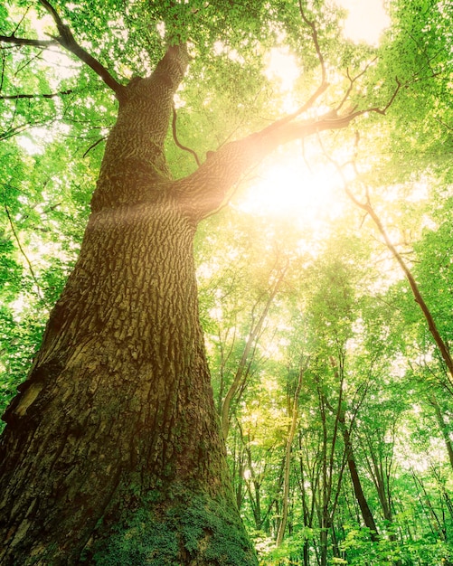 A spring forest trees nature green wood sunlight backgrounds