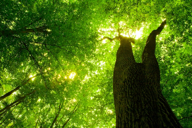 spring forest trees. nature green wood sunlight backgrounds.